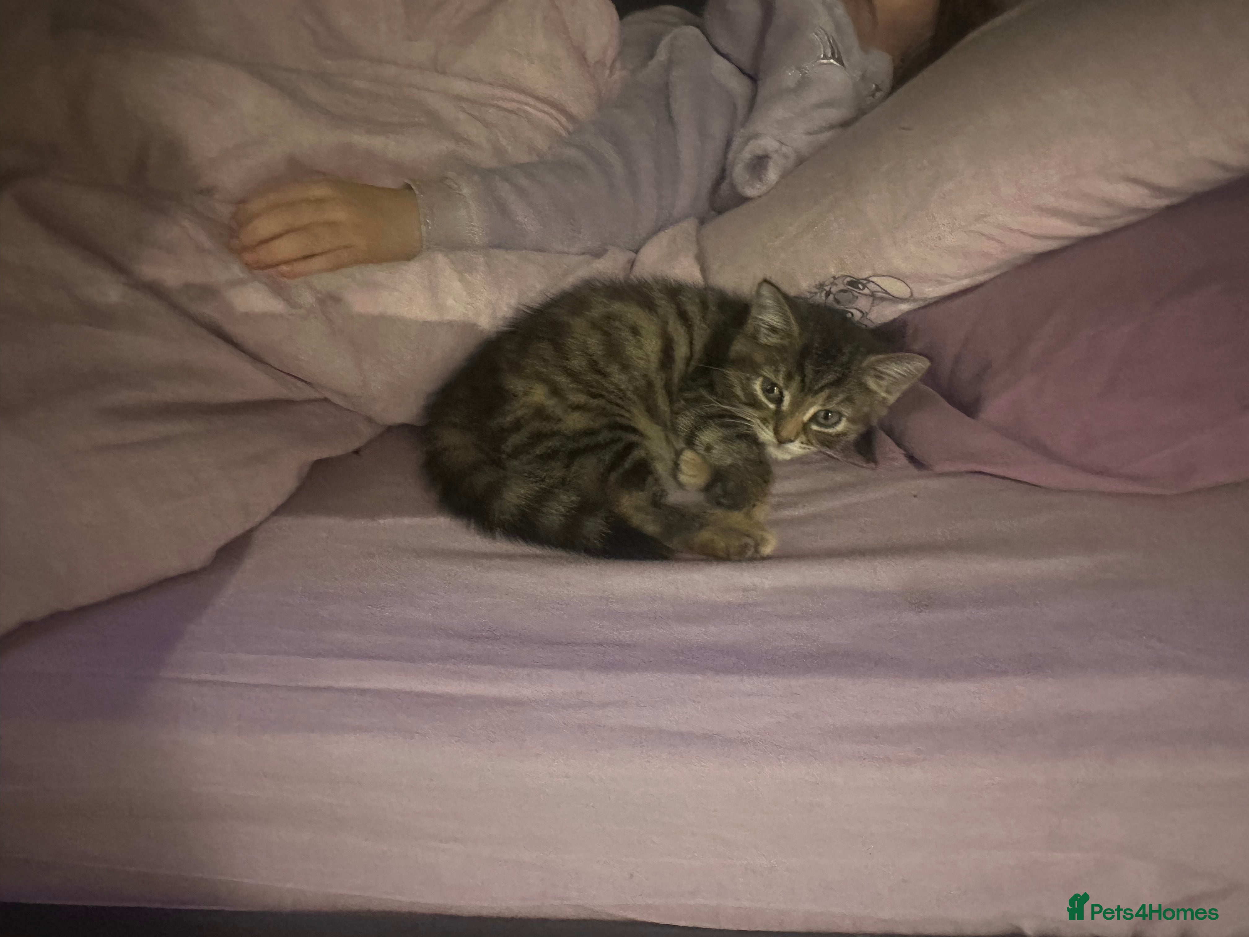 Mixed Breed cats Chubby tabby girl - Advert 18