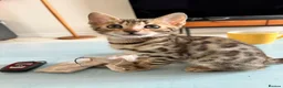 Bengal cats for sale: Brown Bengal Boy (last one) - Advert 31