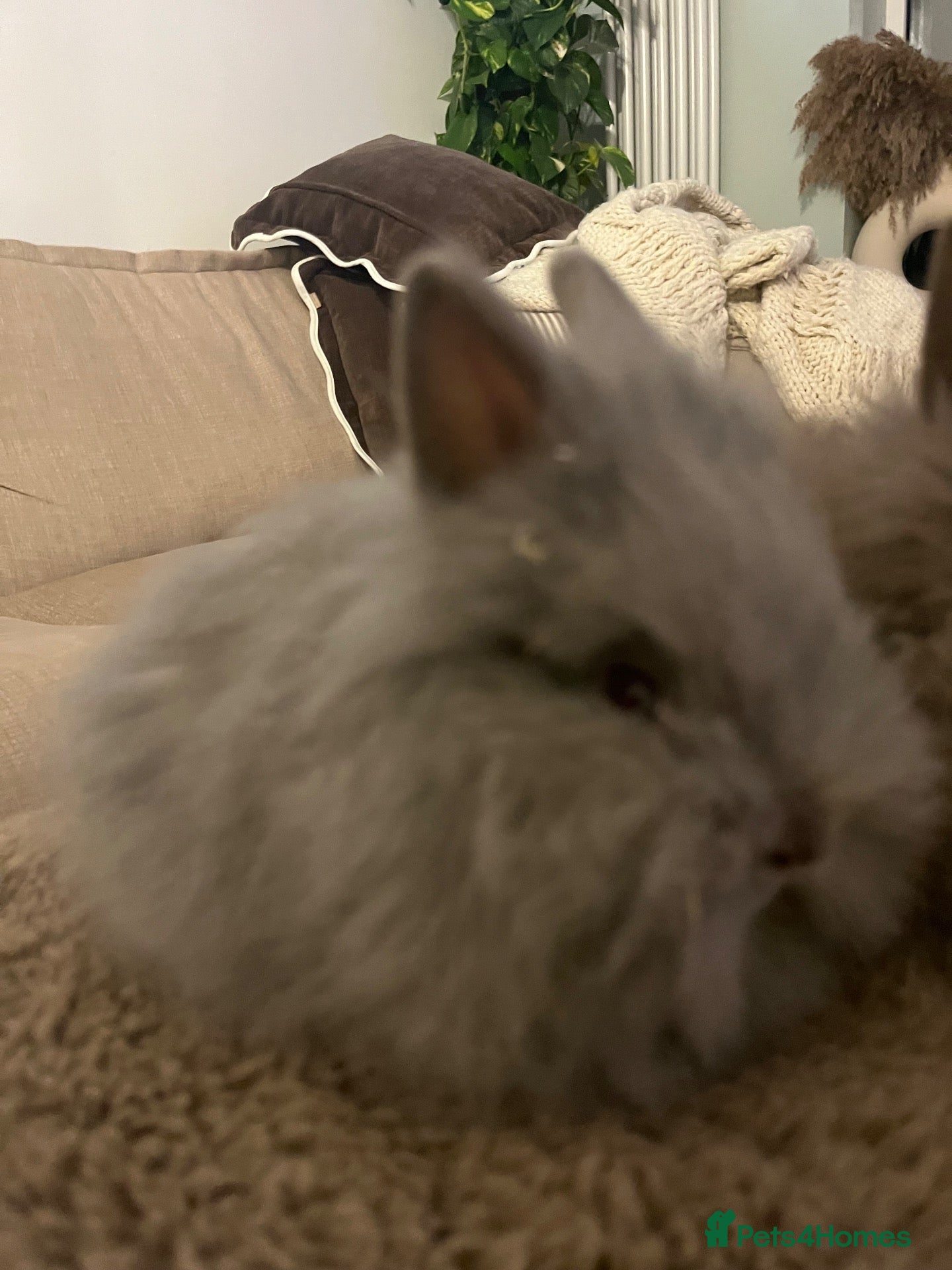 Lionhead rabbits 🐰 Full Double Main Lionhead BOY 🐰  - Advert 1