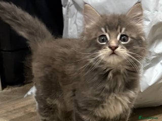 Maine Coon cats Maine Coon kittens - Advert 2