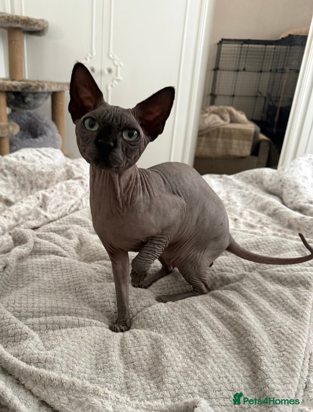 Sphynx cats for stud: TICA Registered Active, stunning Canadian Sphynx i - Advert 16