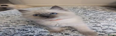 Ragdoll Kitten 1