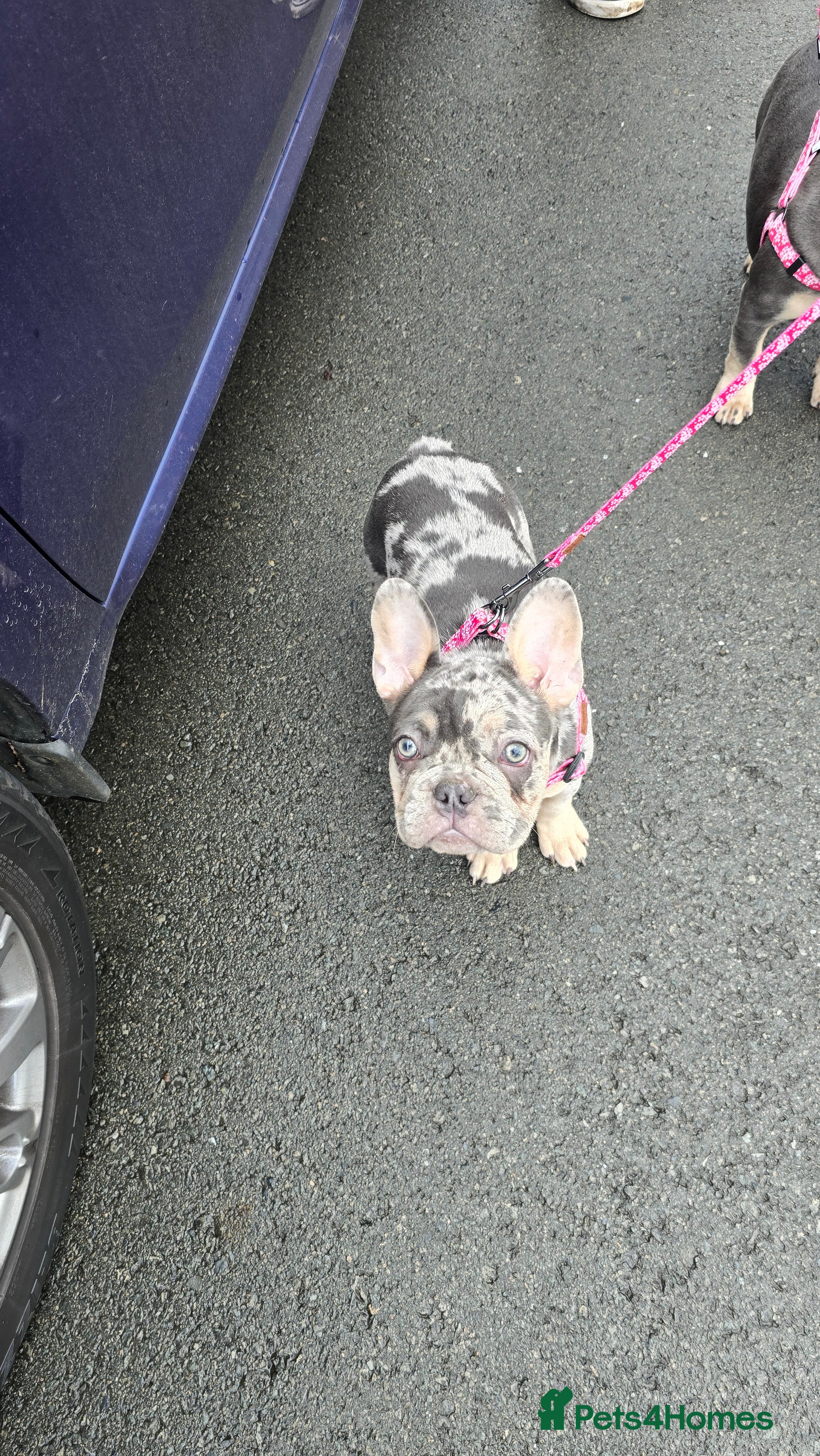 French Bulldog dogs for sale: 7 month old french bulldog girls 🩷 - Advert 9