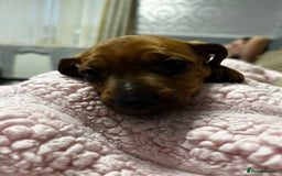 Mixed Breed dogs for sale: Beautiful Doxies - Image 10