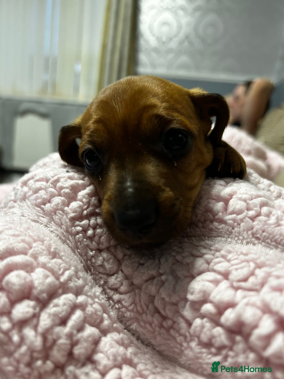 Mixed Breed dogs for sale: Beautiful Doxies - Image 10