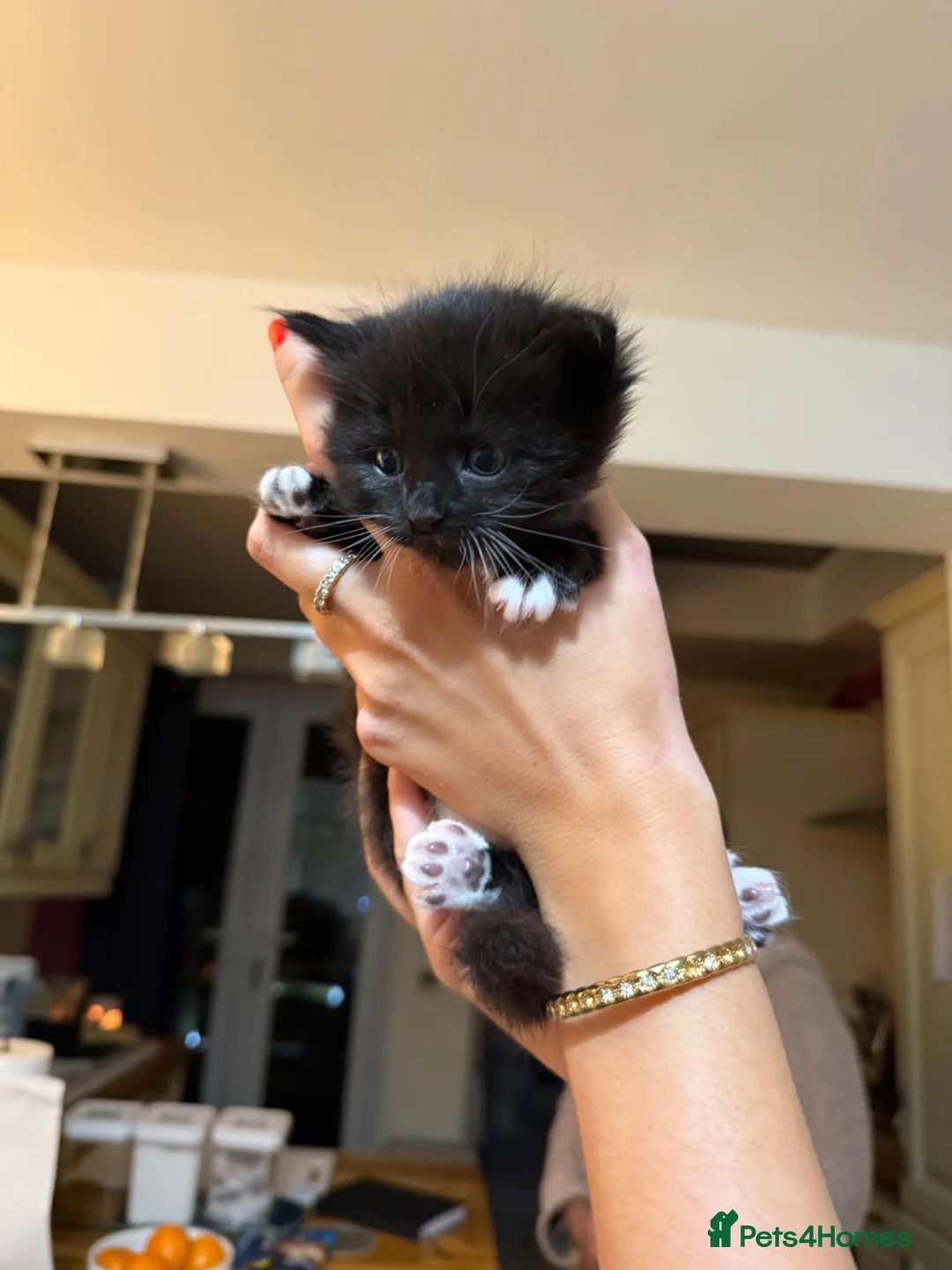 Mixed Breed cats for sale: 3 gorgeous kittens for sale in Crowthorne - Advert 2