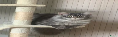 Maine Coon 1