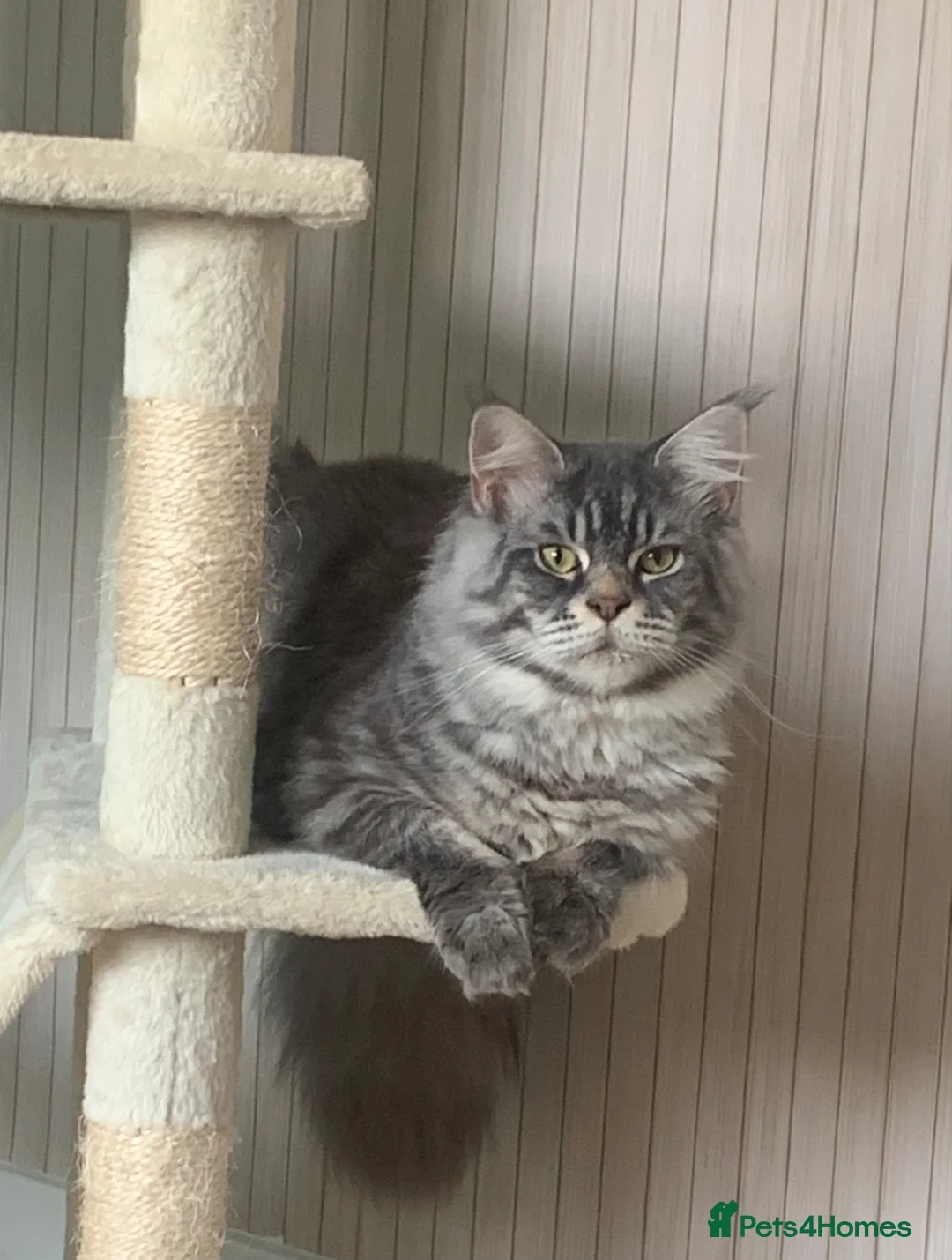 Maine Coon cats for sale: ACTIVE Blue Silver Tabby Stud Boy - Advert 3
