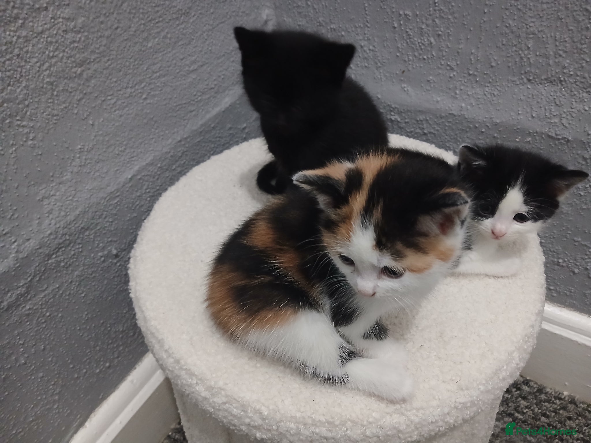 Mixed Breed cats for sale: 4 beautiful kittens ready for new homes. - Advert 9