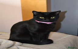 Mixed Breed cats for sale: Maine-Coone/Bombay Mixed Kitten - Image 9
