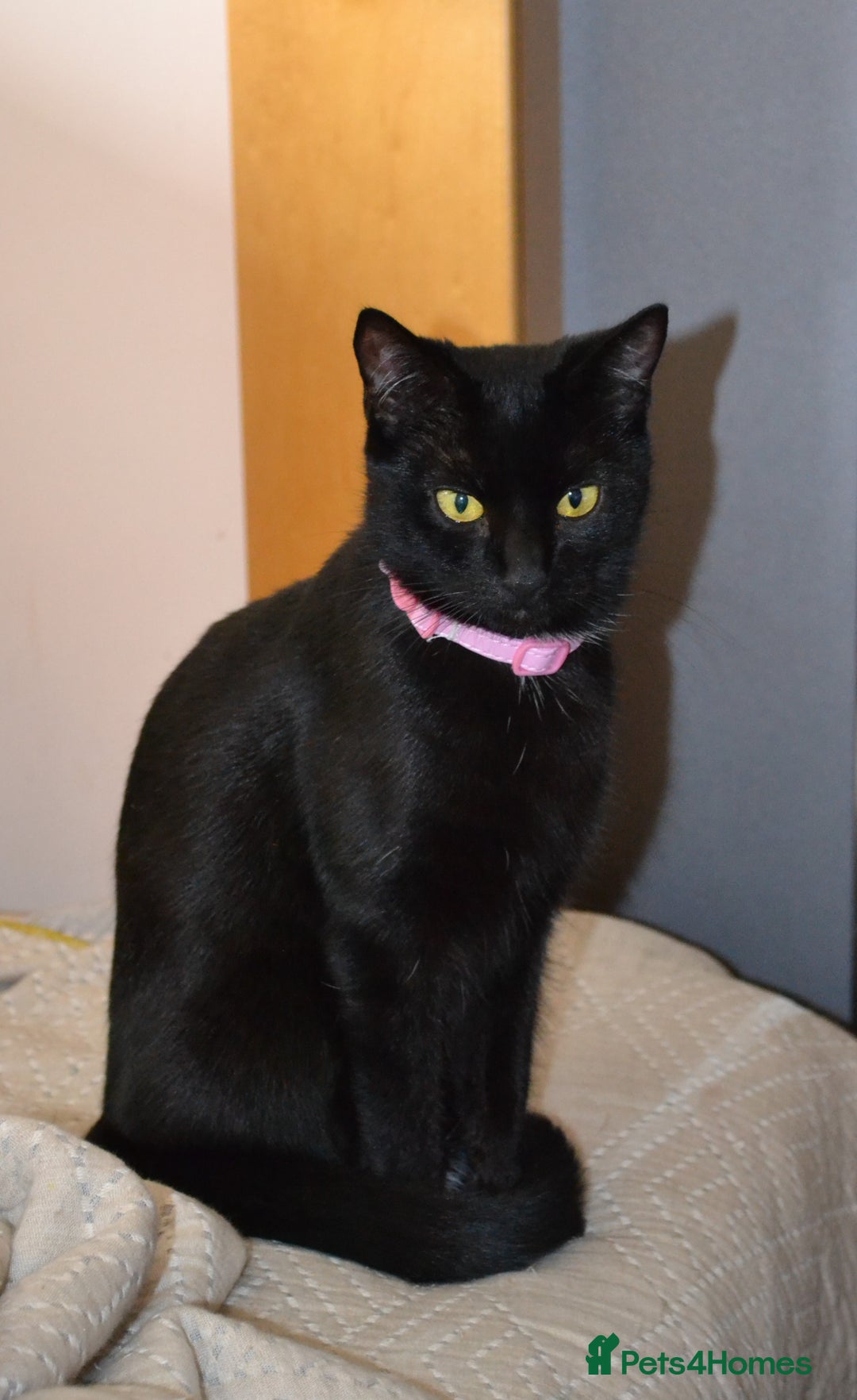 Mixed Breed cats for sale: Maine-Coone/Bombay Mixed Kitten - Image 9