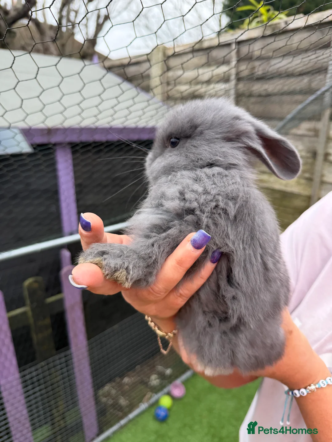 French Lop rabbits for sale: French lops  - Advert 1