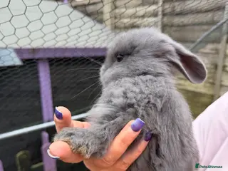 French Lop rabbits French lops - Advert 6