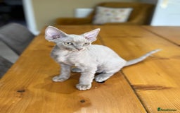 Devon Rex cats for sale: 🐾Pedigree Devon Rex Kittens- Raised with Love🐾 - Image 32