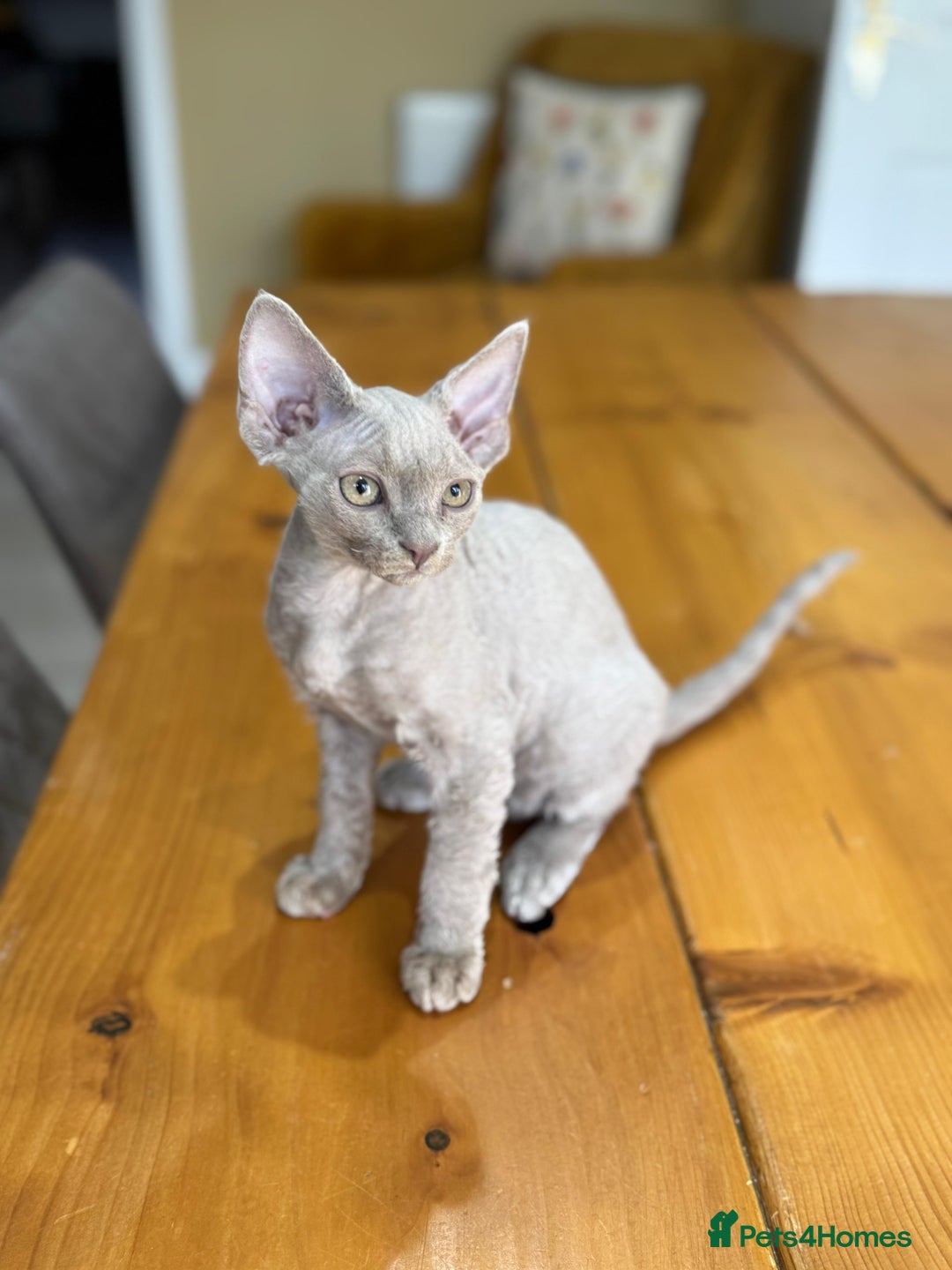 Devon Rex cats for sale: 🐾Pedigree Devon Rex Kittens- Raised with Love🐾 - Image 32