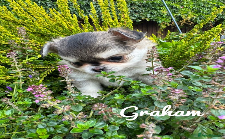 Chihuahua dogs - Advert 2