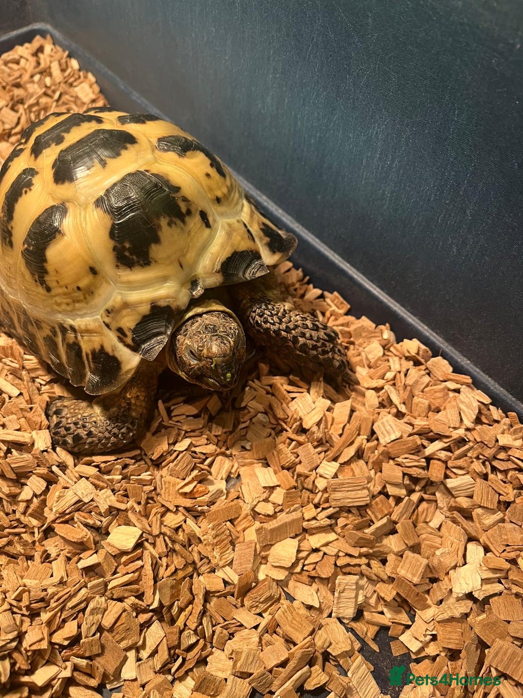 Tortoise reptiles for sale: Horsefield tortoise  - Advert 1