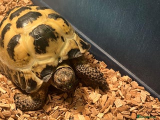 Tortoise reptiles Horsefield tortoise - Advert 1