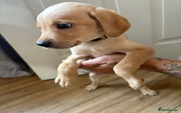 Labrador Retriever dogs for sale: Female Yellow Labrador Puppy  - Image 4