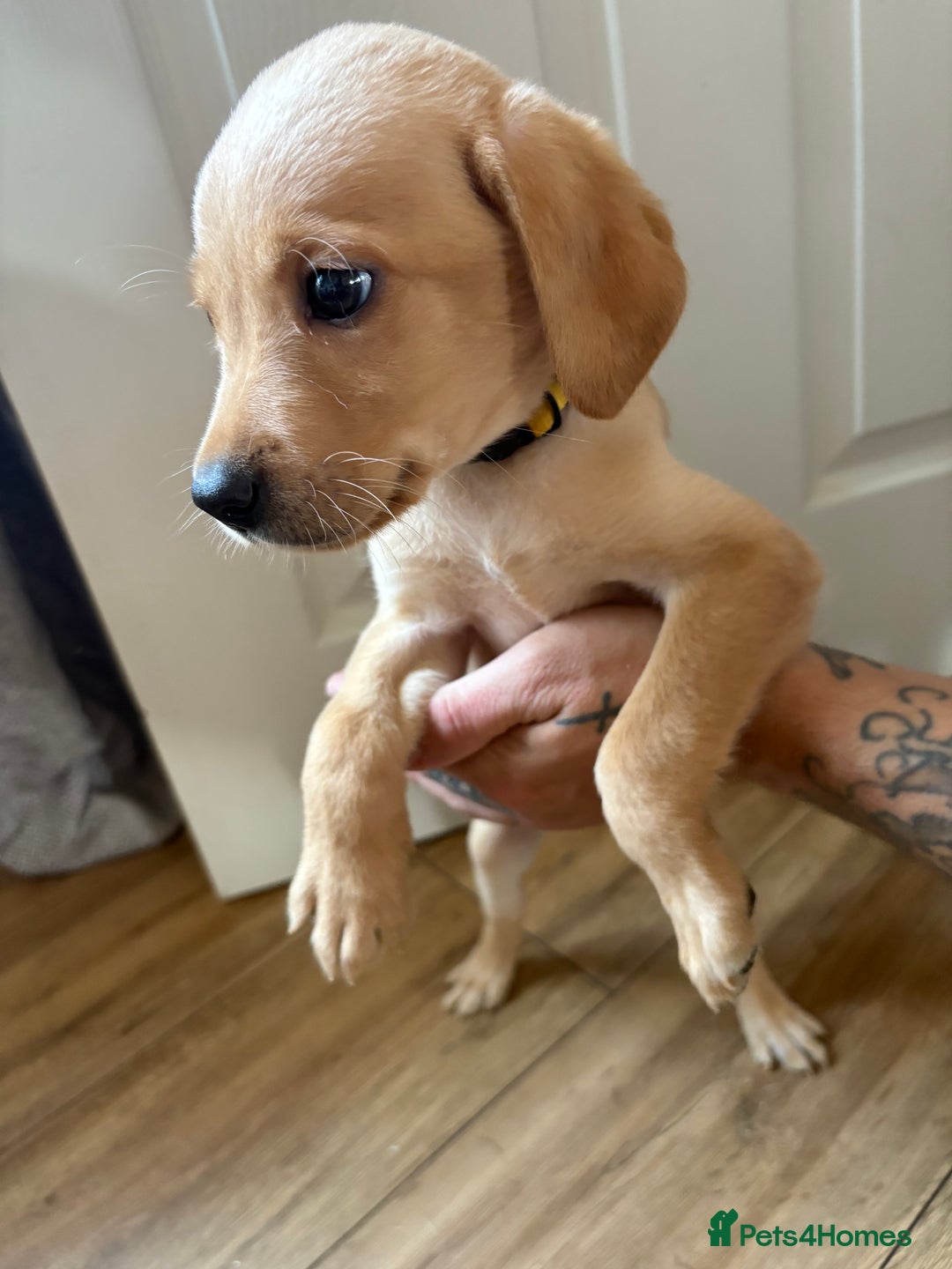 Labrador Retriever dogs for sale: Female Yellow Labrador Puppy  - Image 4