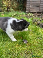 Mixed Breed dogs - Advert 6