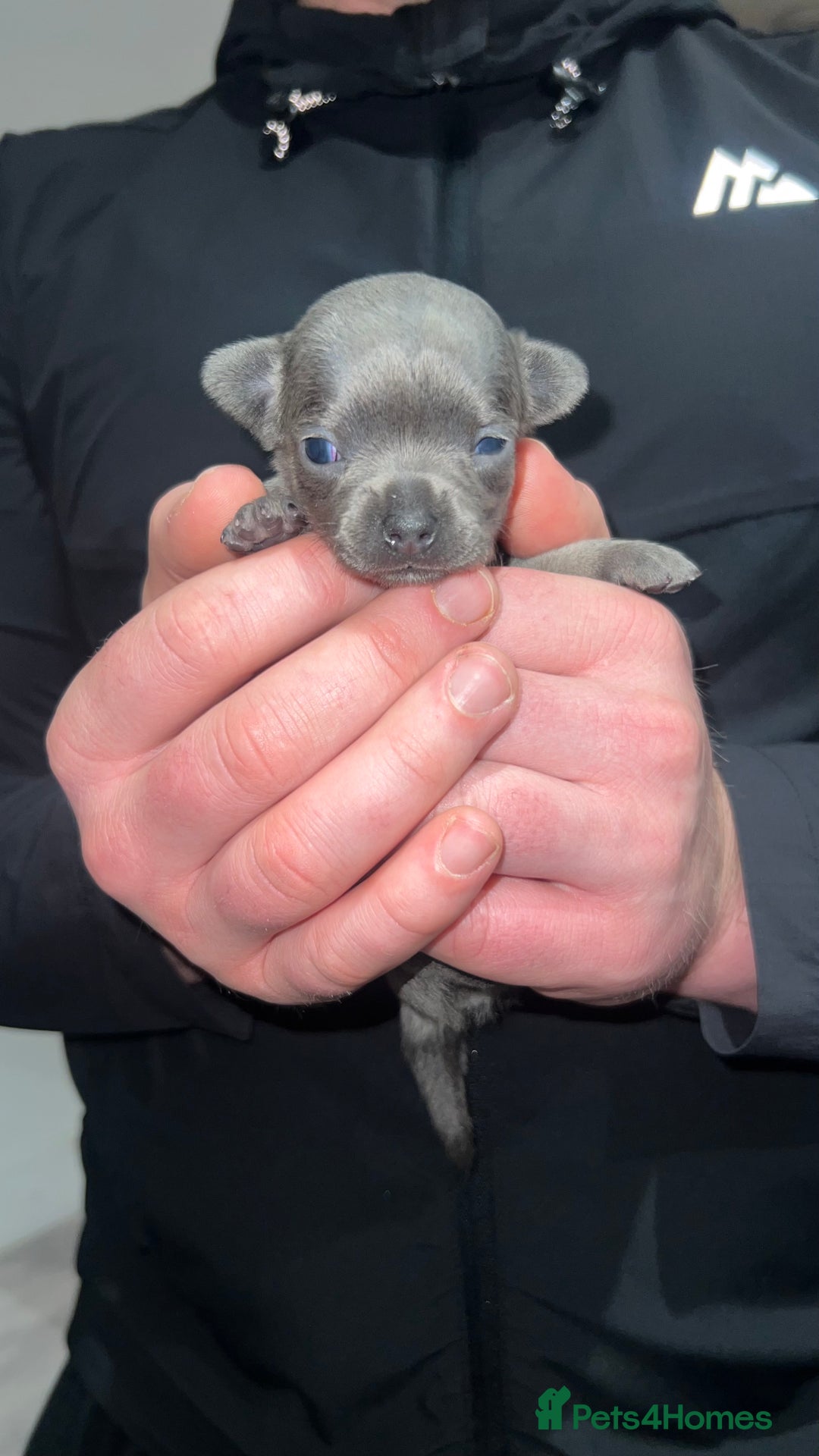 Chihuahua dogs for stud: 1.8kg TikTok star STUD DUTIES ⭐️ - Advert 12