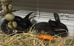Mini Lion Lop rabbits for sale: lionlop baby bunny’s  - Image 26