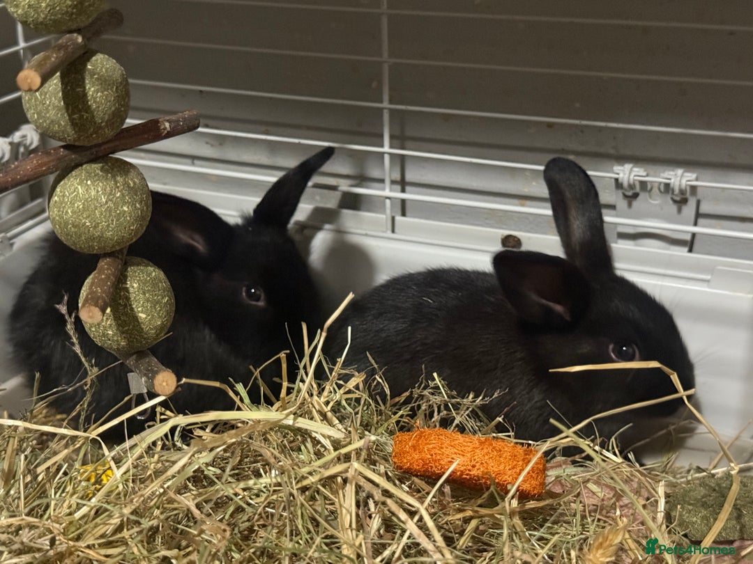 Mini Lion Lop rabbits for sale: lionlop baby bunny’s  - Image 26