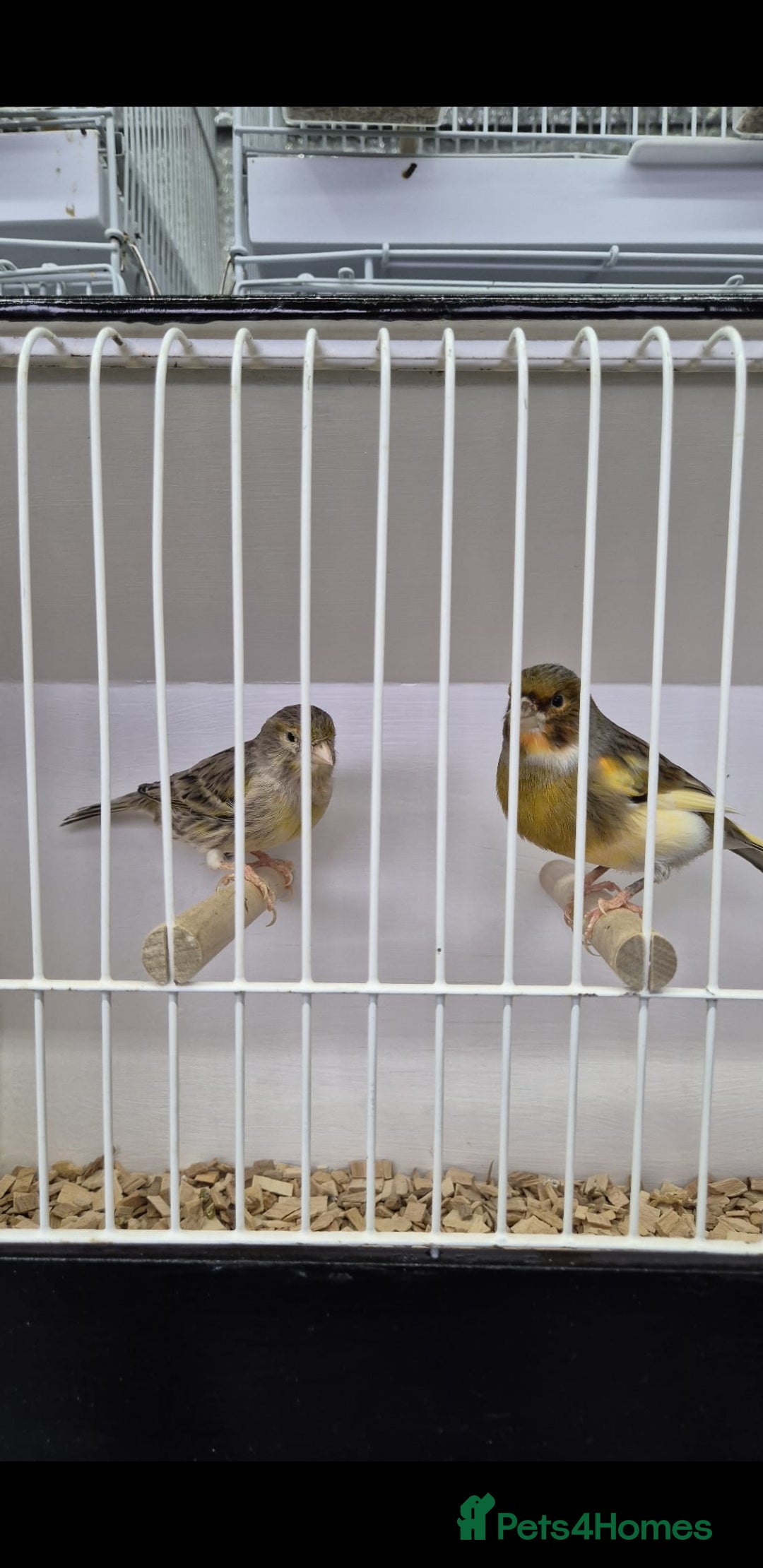 Canaries birds for sale: Canaries for sale - Advert 26