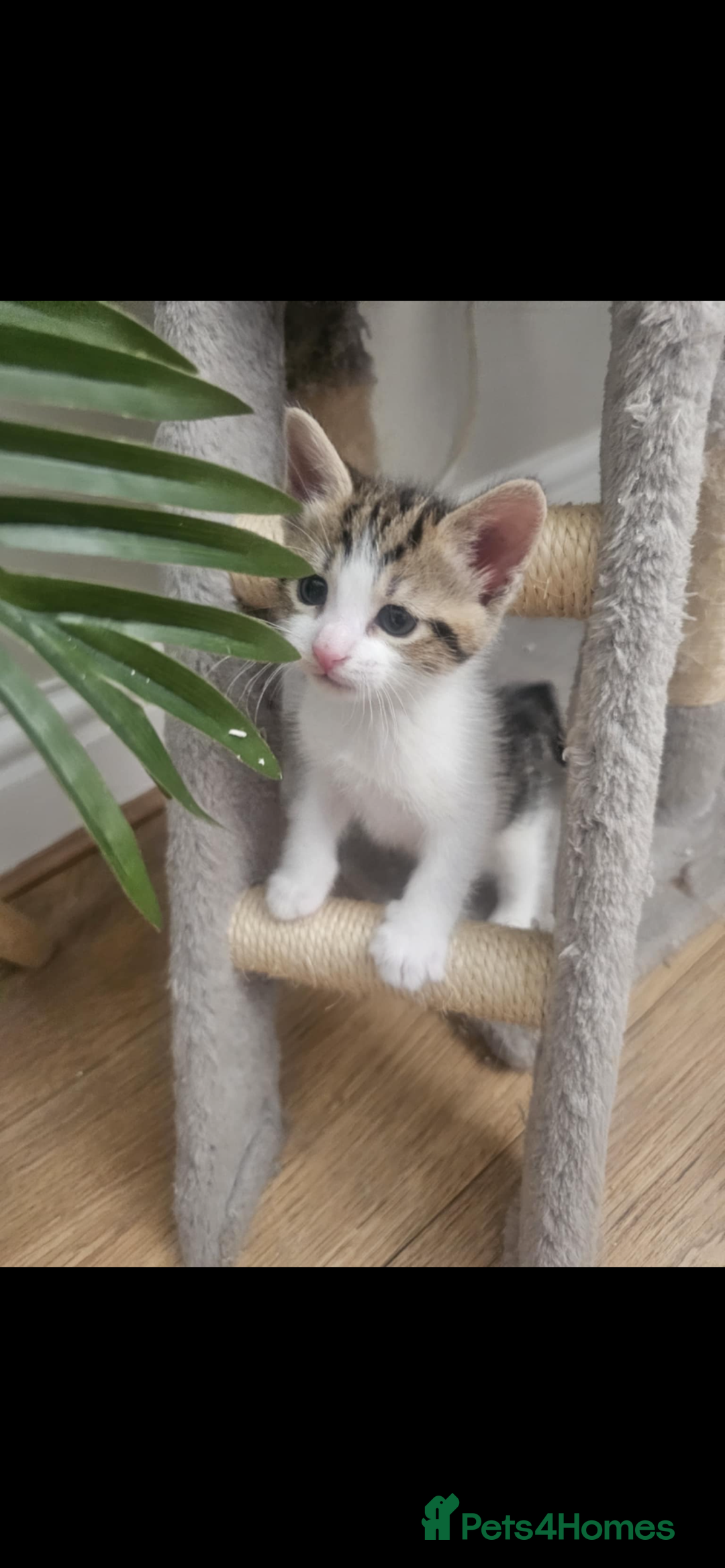 British Shorthair cats for sale: Kittens for sale  - Image 4