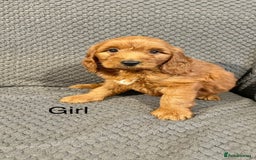 Cockapoo dogs for sale: Cockapoo Puppies F1  - Image 11