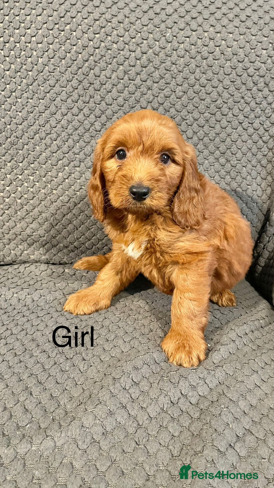 Cockapoo dogs for sale: Cockapoo Puppies F1  - Image 11