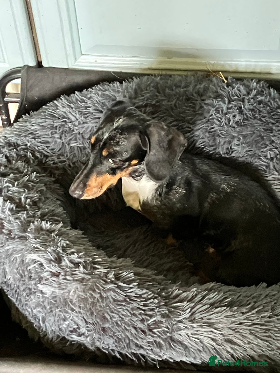 Miniature Dachshund dogs for sale: KC Reg’d Mini Dachshund Puppies  - Image 9