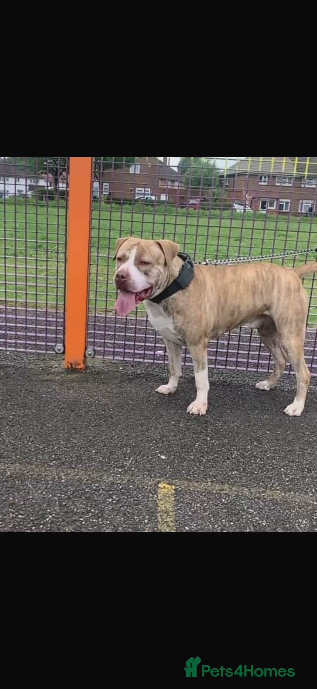 Mixed Breed dogs for sale: Brindle staff  - Advert 7