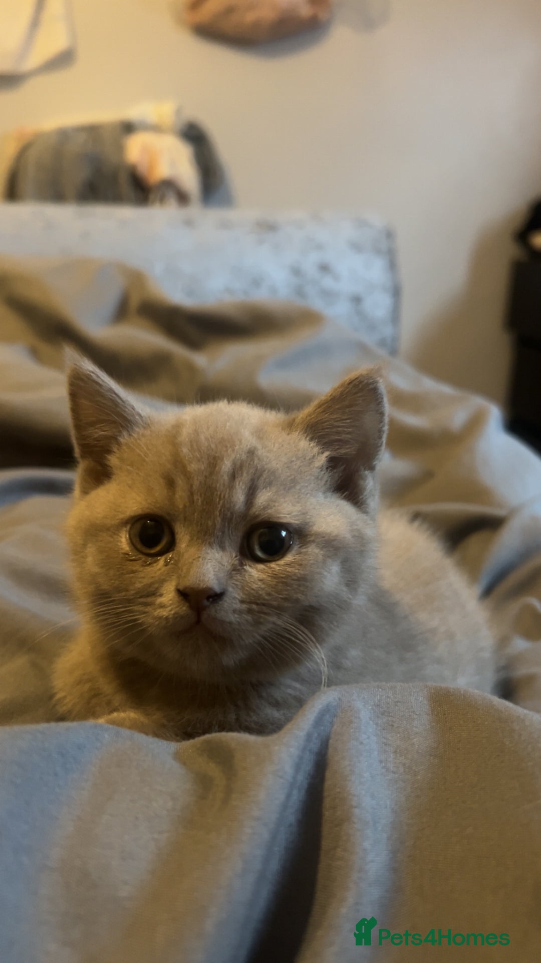 British Shorthair cats for sale: Beautiful female BSH  - Image 8