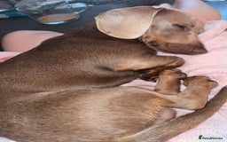 Miniature Dachshund dogs for sale: Isabella tan miniature dachshund  - Image 4