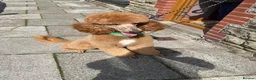 Bernedoodle dogs for sale: Top Quality BERNEDOODLE Puppies  - Advert 33