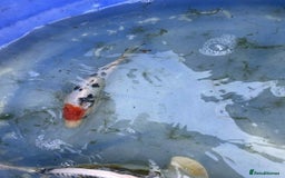 Koi Carp fish for sale: Koi for sale - Image 16