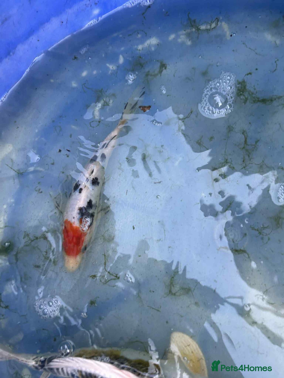 Koi Carp fish for sale: Koi for sale - Image 16