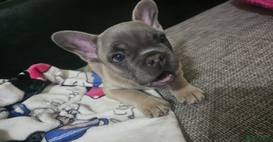 French Bulldog dogs - Advert 16