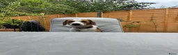 Mixed Breed dogs for sale: Callie needs a new loving home.  in Stevenage - Advert 3