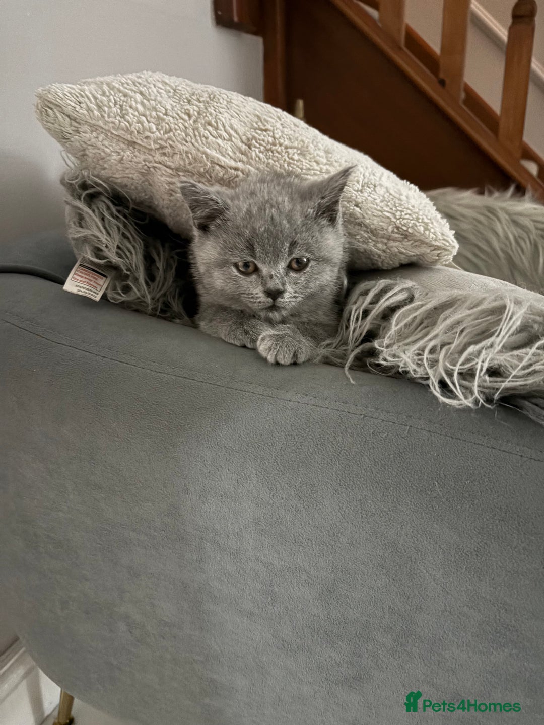 British Shorthair cats for sale: Male kittenBritish shorthair   - Advert 4