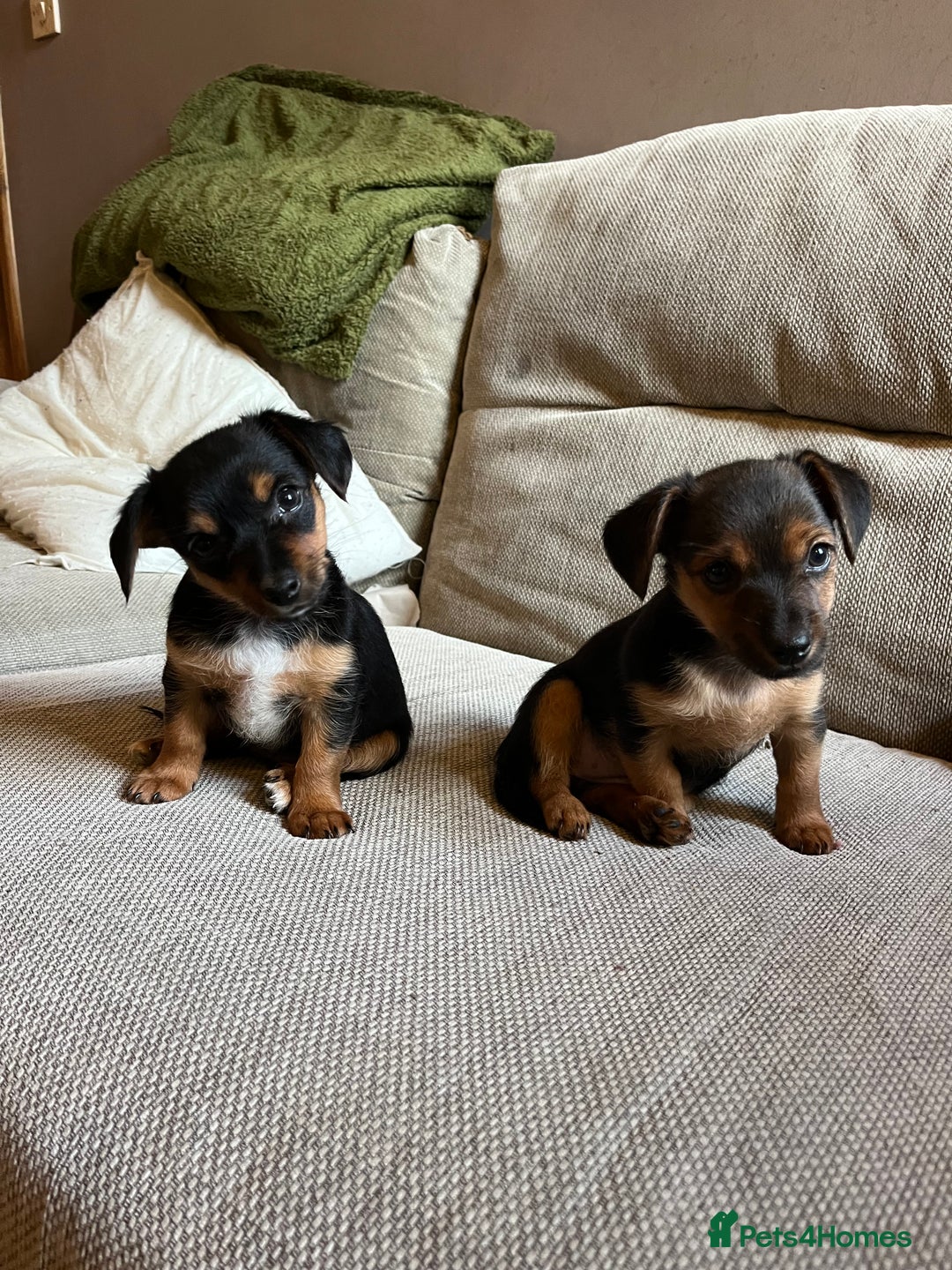 Jack Russell dogs for sale: Jack Russell puppies for sale - Advert 15