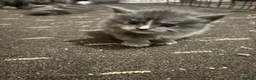 Maine Coon cats for sale: Full Maincoon kittens  in Bolton - Advert 8