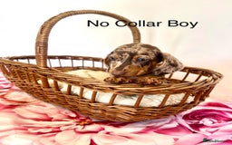 Miniature Dachshund dogs for sale: Lovely Happy Chocolate & Tan Dapple Babies  - Image 11