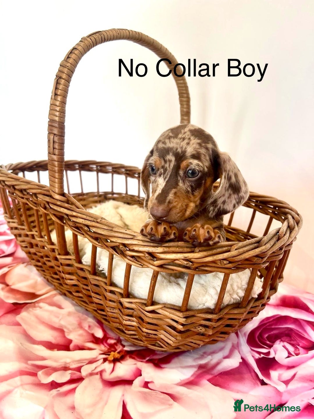 Miniature Dachshund dogs for sale: Lovely Happy Chocolate & Tan Dapple Babies  - Image 11