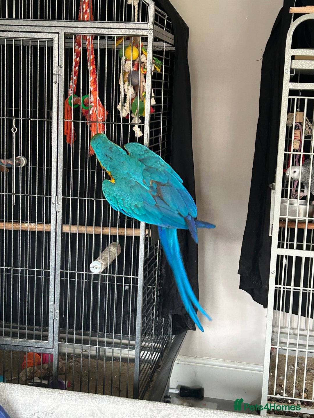 Macaws birds for sale: Macaw - Advert 4
