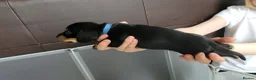 Miniature Dachshund dogs for sale: Dachshund puppies - Advert 14