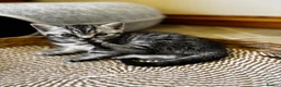British Shorthair cats for sale: ❤️💙 Gorgeous Pedigree Silver Tabby BSH 💙❤️ - Advert 13