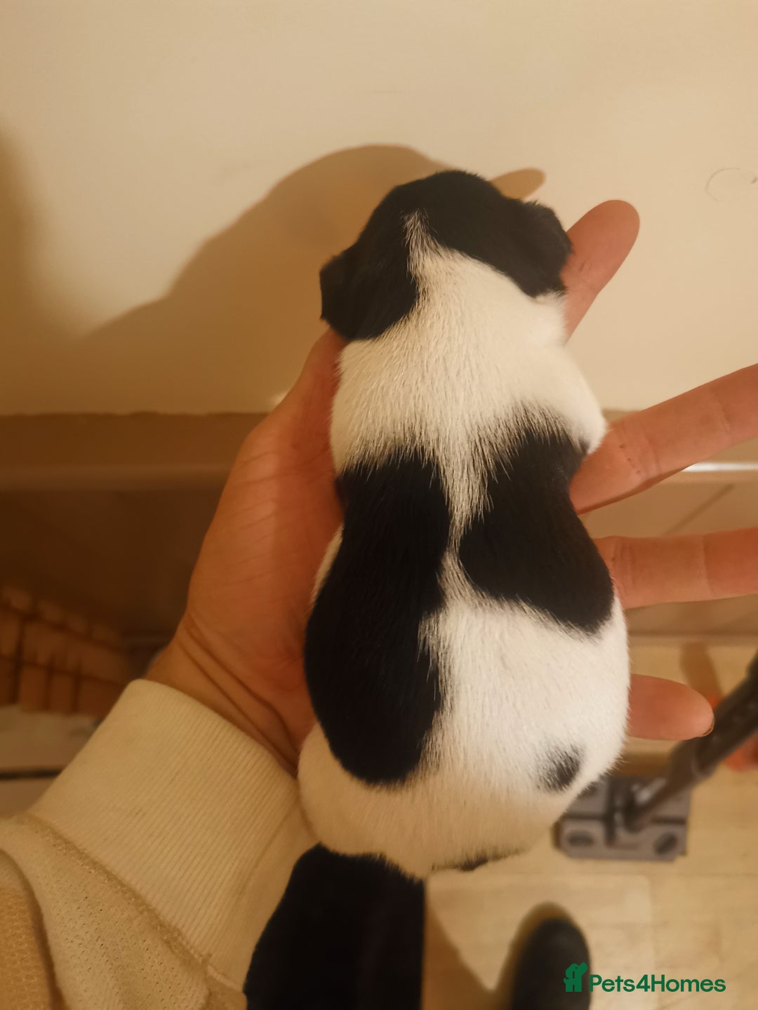 Jack Russell dogs for sale: Beautiful tricoloured jack Russell pups for sale - Advert 10